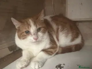 Mixed Breed cats Oscar - Advert 13