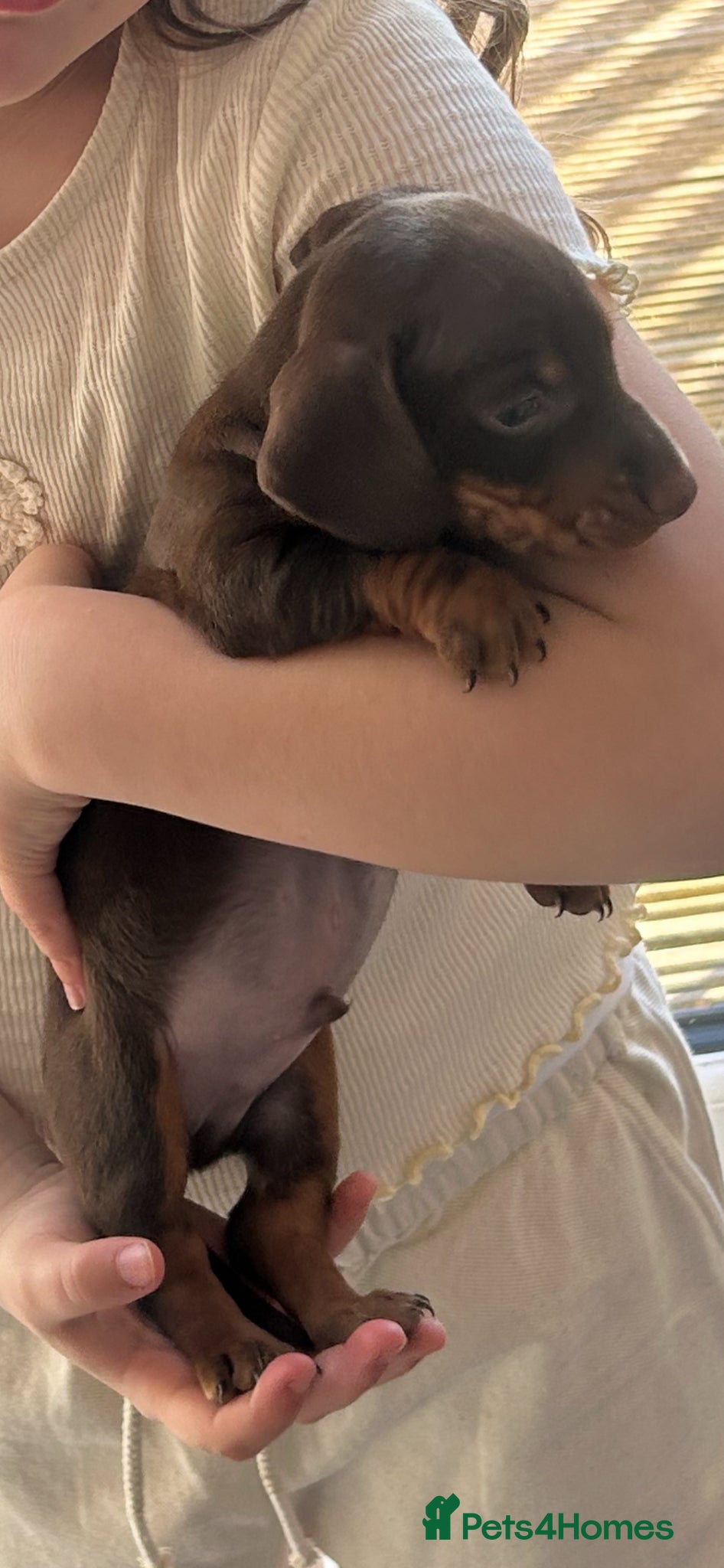 Dachshund dogs Gorgeous standard dashchund puppies for sal - Advert 5