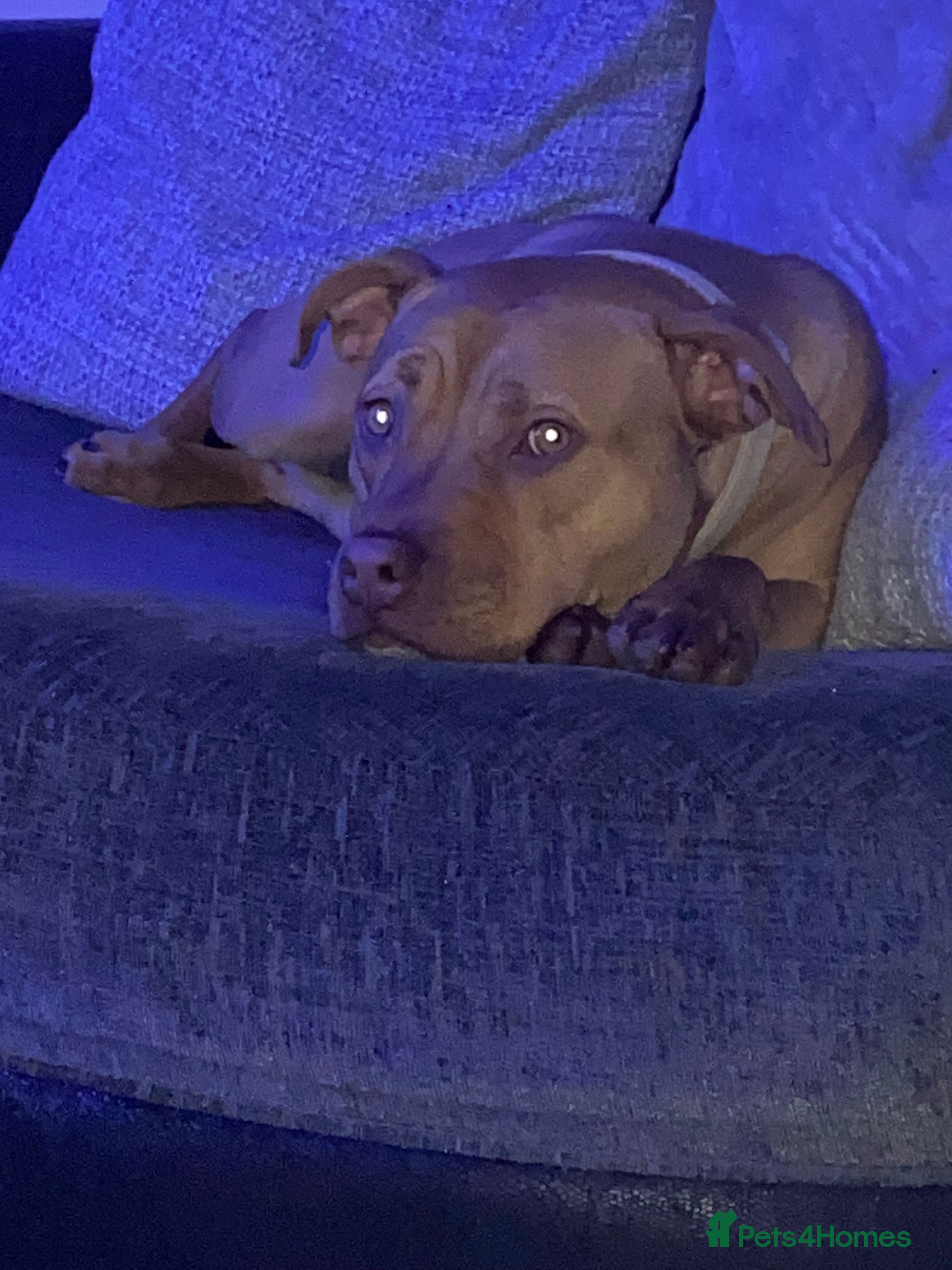 Staffordshire Bull Terrier dogs Rehoming Our Family Staffy - Advert 1