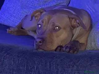 Staffordshire Bull Terrier dogs Rehoming Our Family Staffy - Advert 1