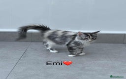 Maine Coon cats for sale: Maine Coon XXL -Pedigree  - Image 4