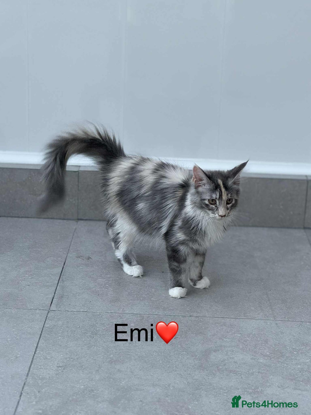 Maine Coon cats for sale: Maine Coon XXL -Pedigree  - Image 4