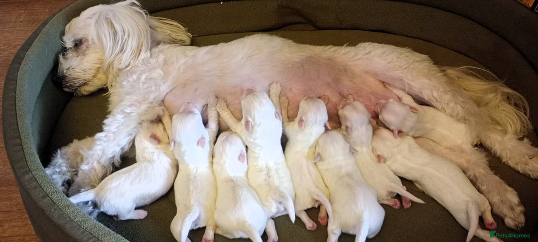 Maltese dogs for sale:  Adorable Maltese Puppies - Image 8