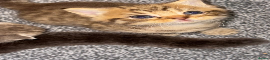 Female browny stripped BSH Kitten 
