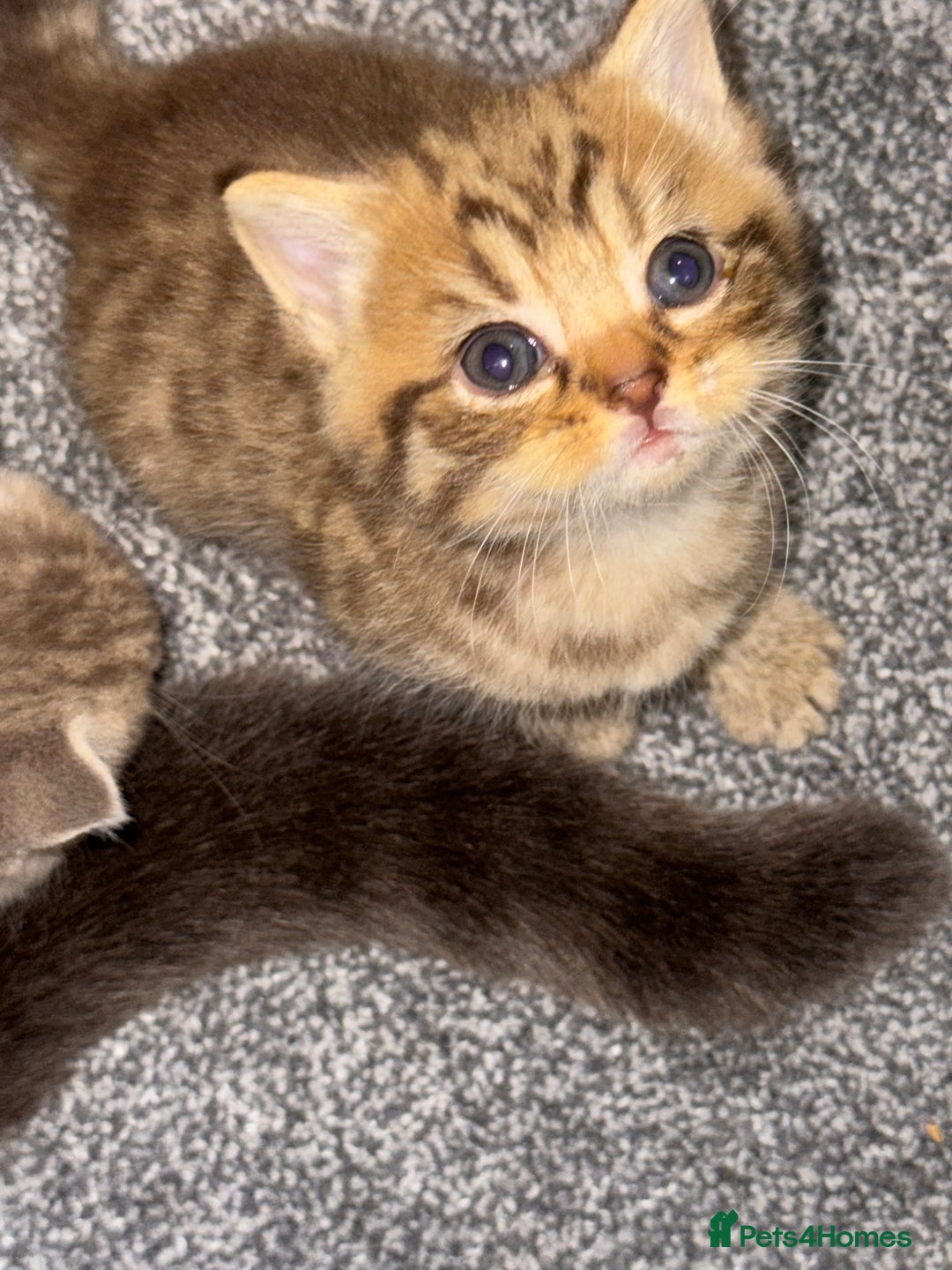 Brazilian Shorthair cats for sale: British shorthairs kittens - Image 17