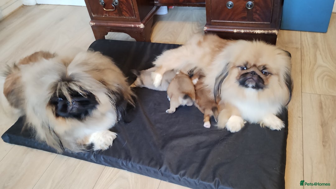 Pekingese dogs for sale: Pekingese puppies. Eastbourne - Advert 2