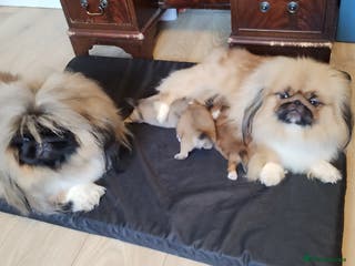 Pekingese dogs Pekingese puppies. Eastbourne - Advert 2
