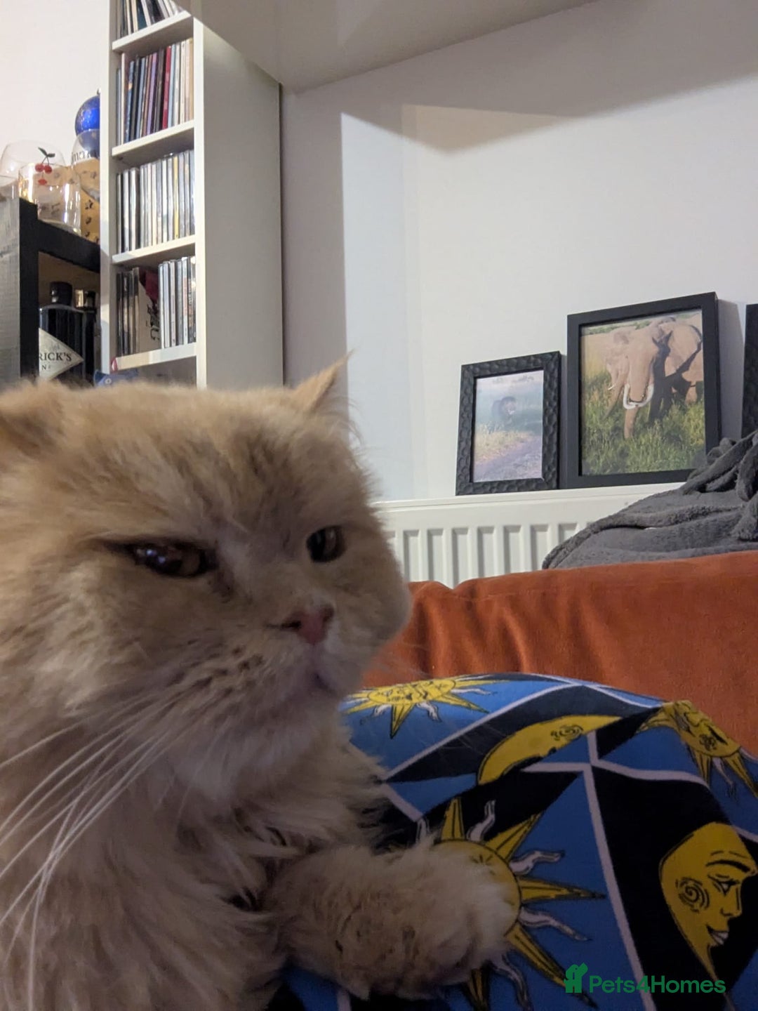 Persian cats for adoption: SIMBA TYPICAL PERSIAN BOY BEAUTIFUL MEDIUM ENERGY  - Image 5