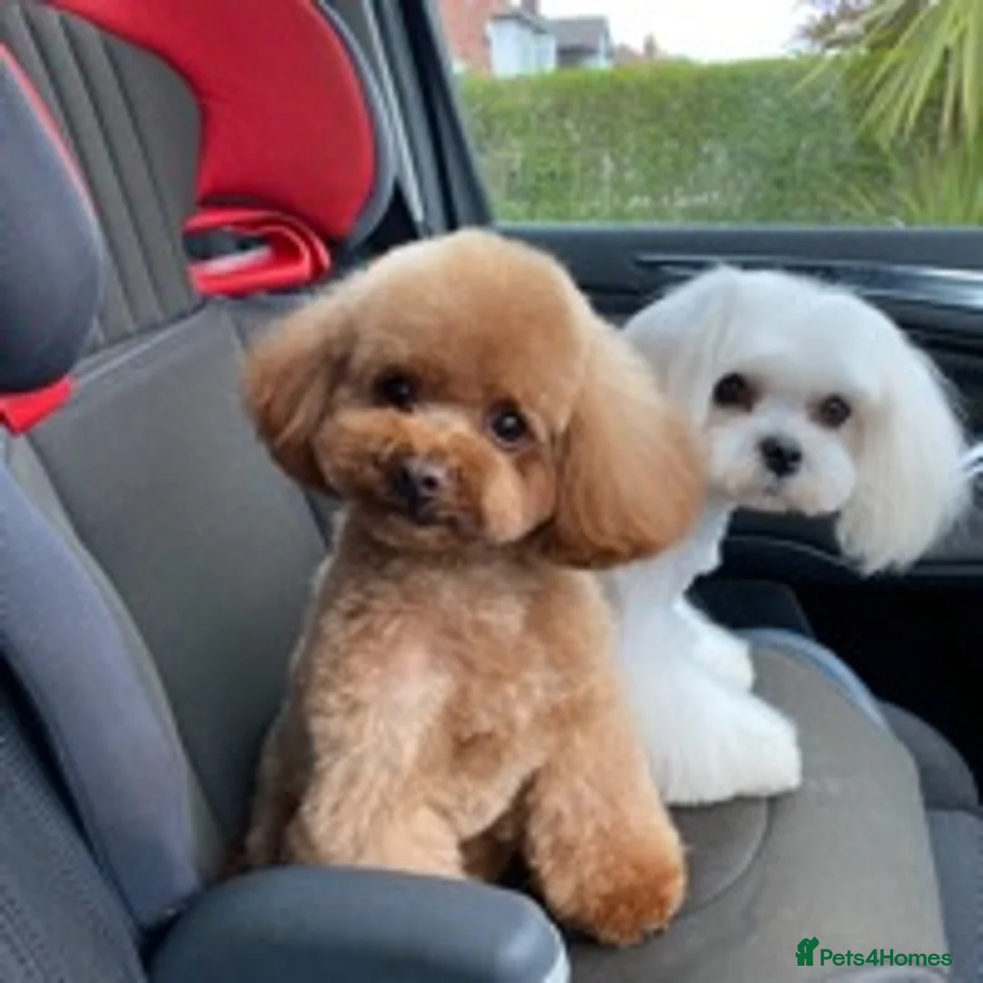 Toy Poodle dogs for stud: Tiny Red KC Toy Poodle (STUD) in Warrington - Advert 4