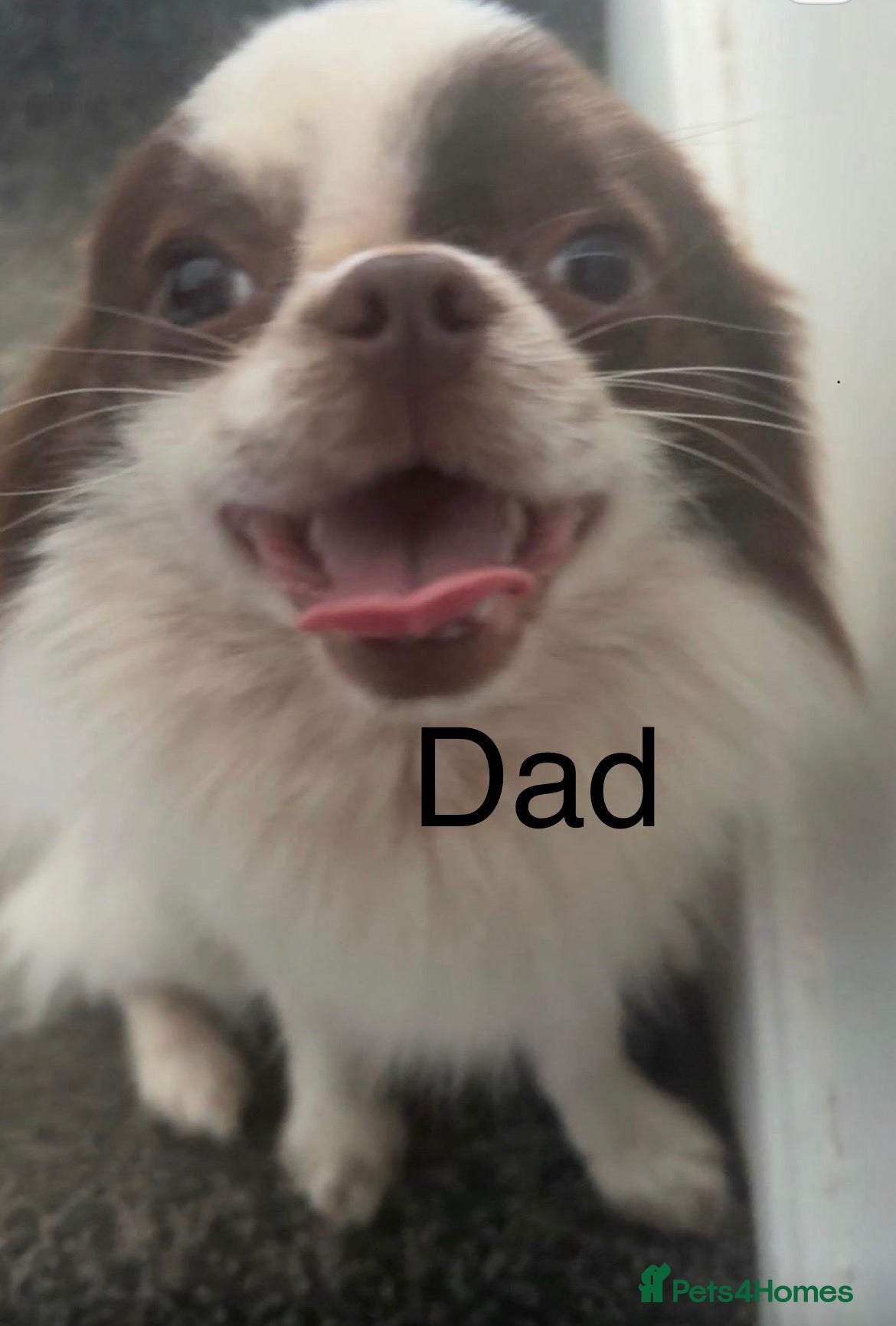 Chihuahua dogs Long hair stunning chihuahuas pedigree  - Advert 2