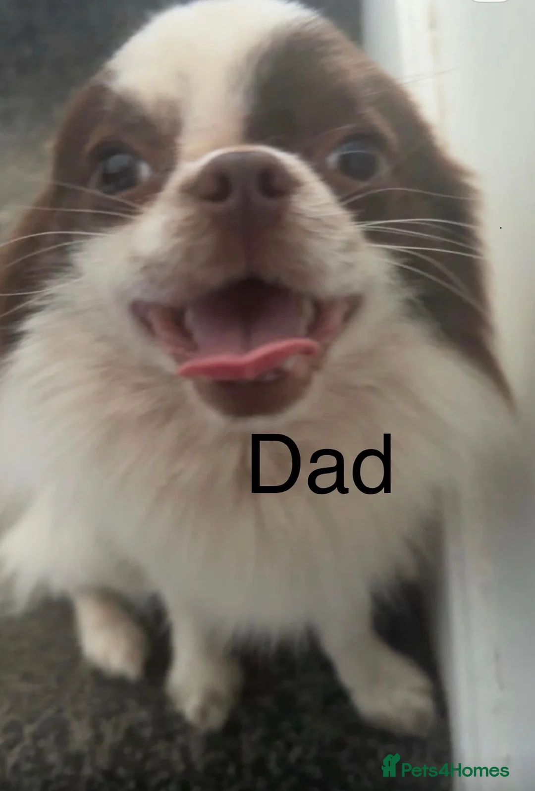 Chihuahua dogs for sale: Long hair stunning chihuahuas pedigree  in Worcester - Advert 2