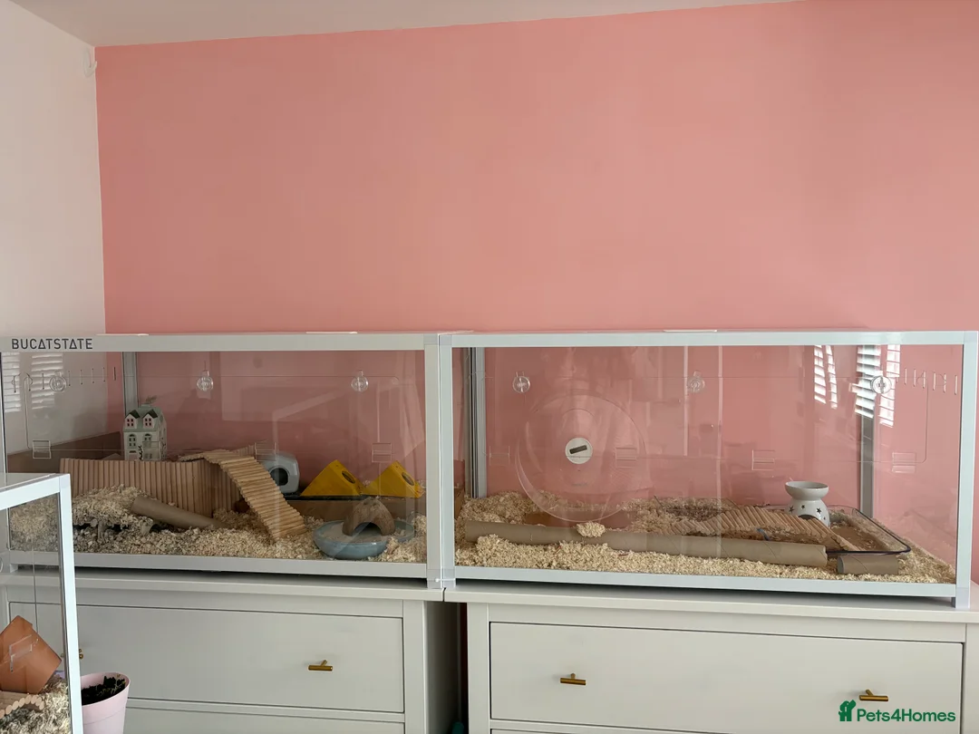 Hamster rodents for sale: Robo Hamster with two bucastate enclosures in Llanelli - Advert 1