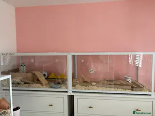 Hamster rodents Robo Hamster with two bucastate enclosures in Llanelli - Advert 3