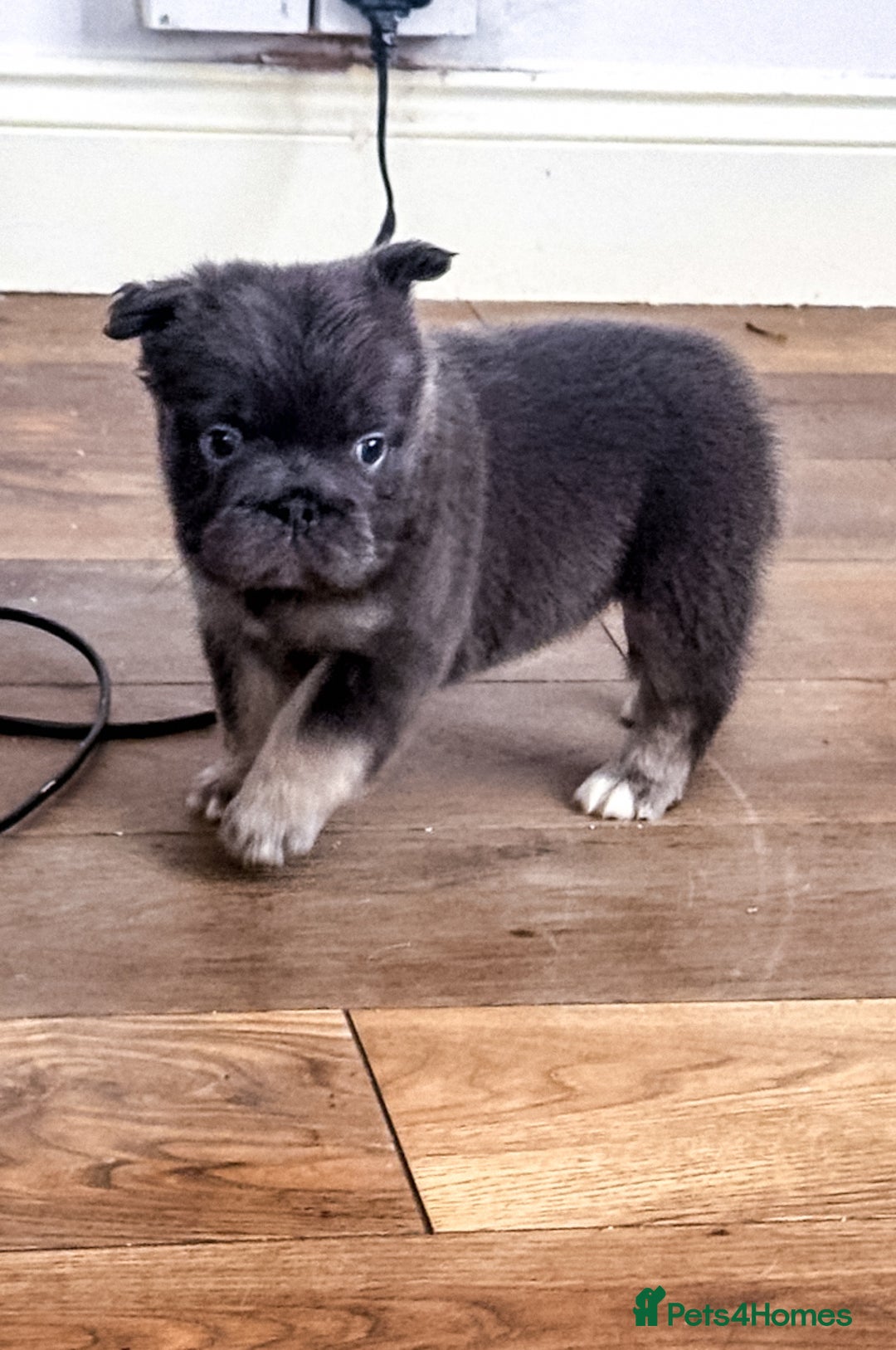 French Bulldog dogs for sale:  🐾 Exceptional French Bulldog Puppies 🐾 - Advert 5