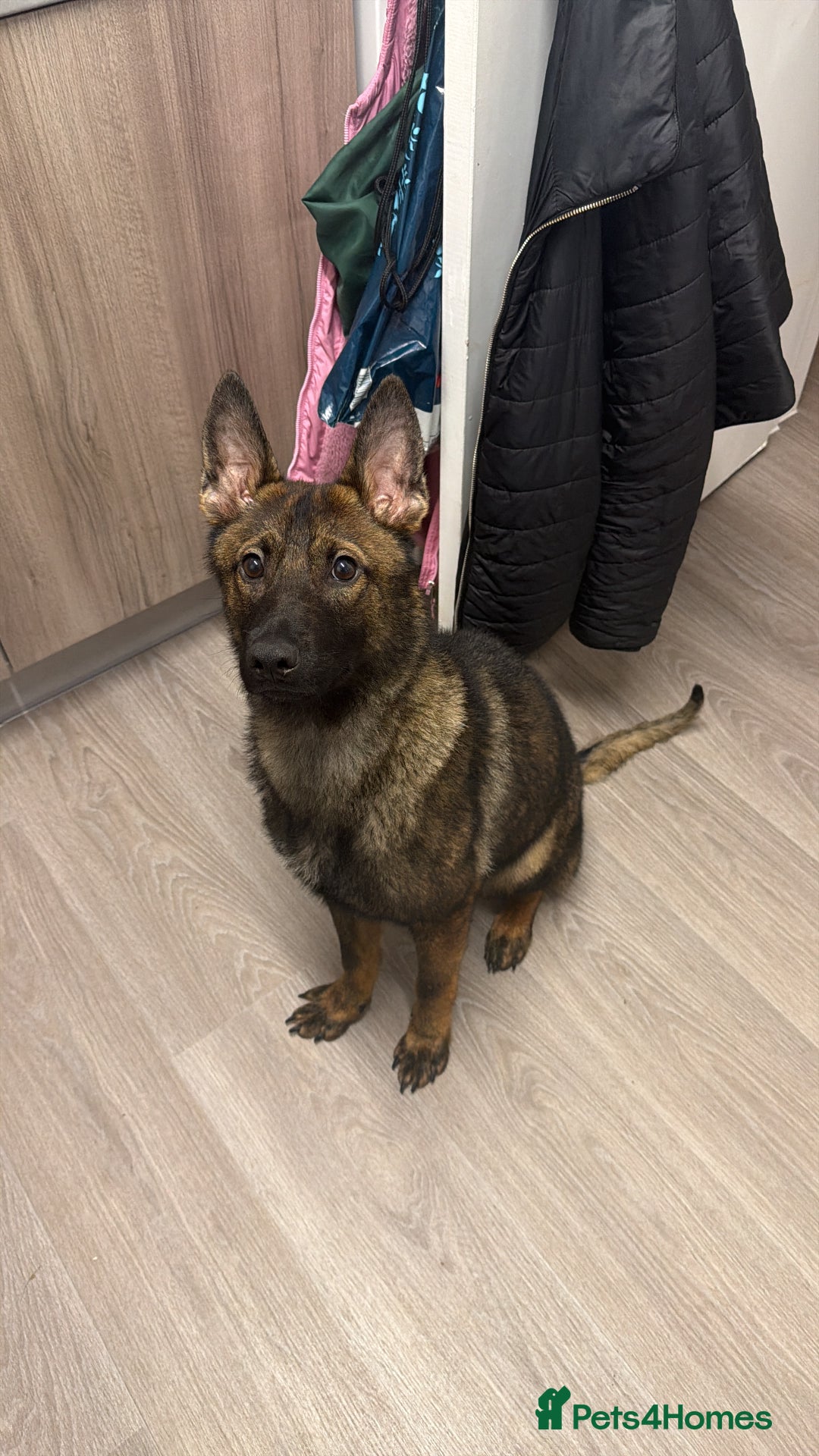 German Shepherd dogs for sale: MALE German Shepard cross (unknown)  - Advert 7