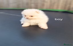 Pomeranian dogs for sale: Exellent quality mini ** pomeranian puppies  - Image 22