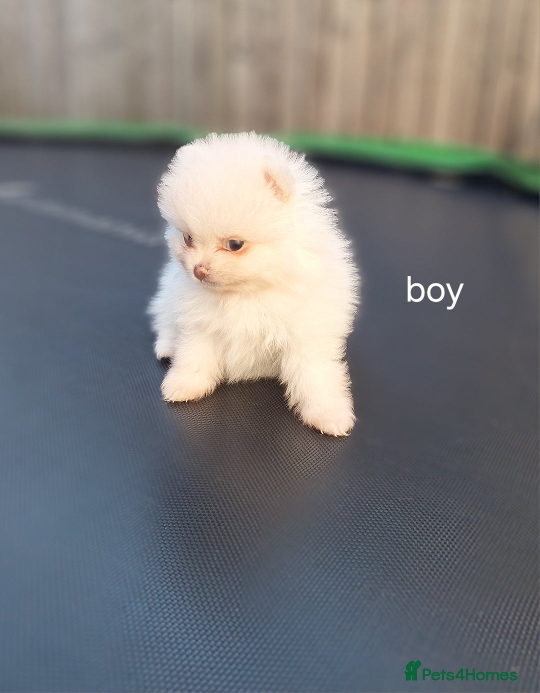 Pomeranian dogs for sale: Exellent quality mini ** pomeranian puppies  - Image 22