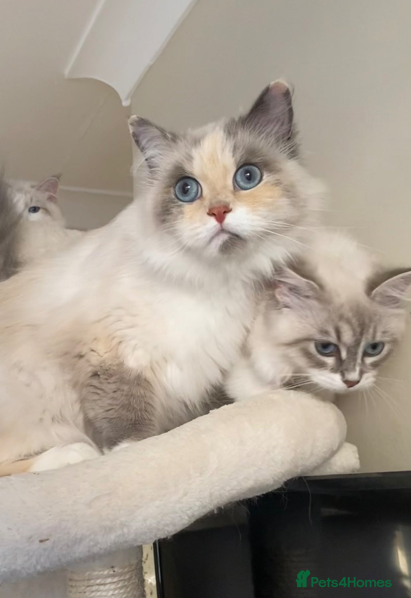 Siberian cats Beautiful Siberian kittens registered GCCF - Advert 7
