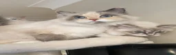 Siberian cats for sale: Beautiful Siberian kittens registered GCCF in Bridlington - Advert 1