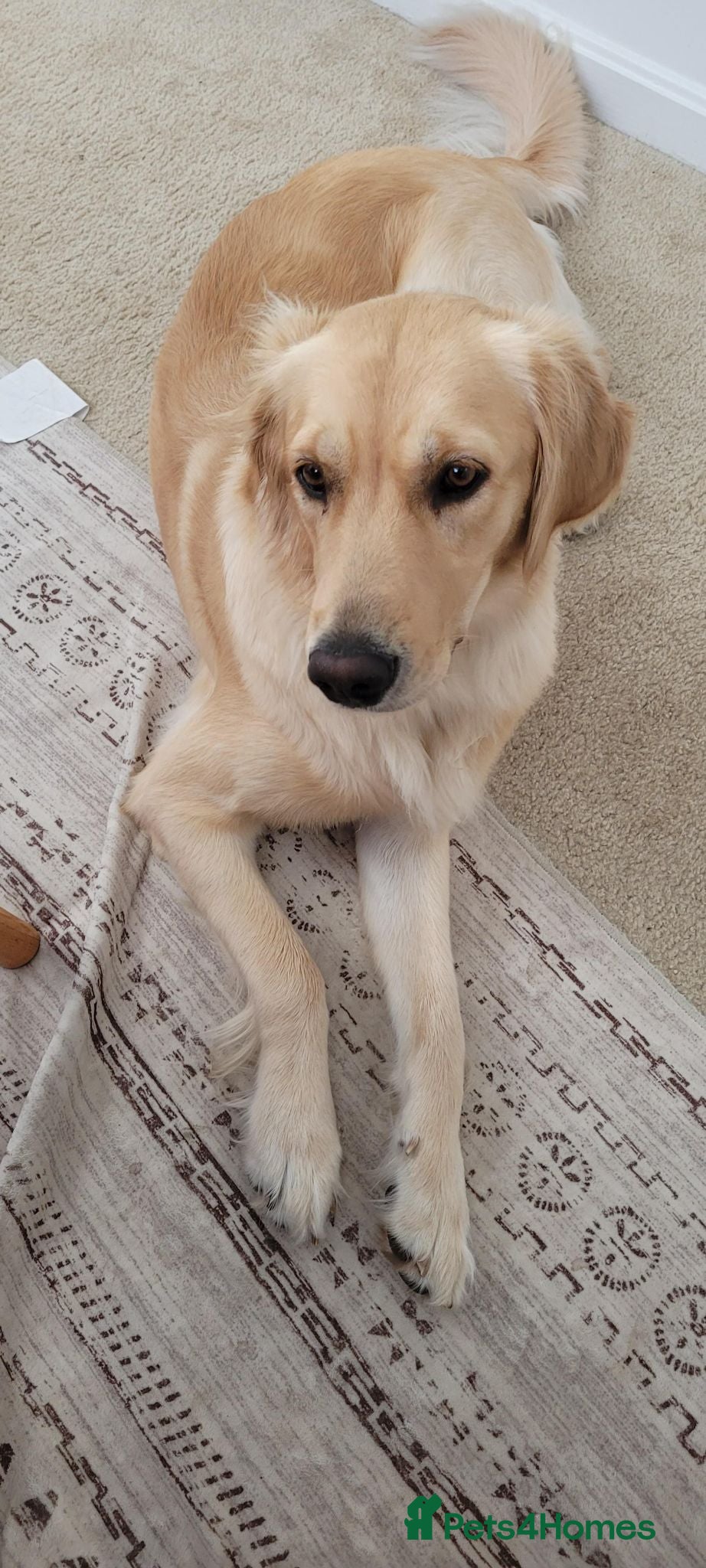 Golden Retriever dogs Gentle golden looking for a new family. - Advert 2