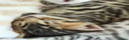 Bengal cats for sale: Beautiful Bengal Kittens – Loving Homes Only  - Advert 22