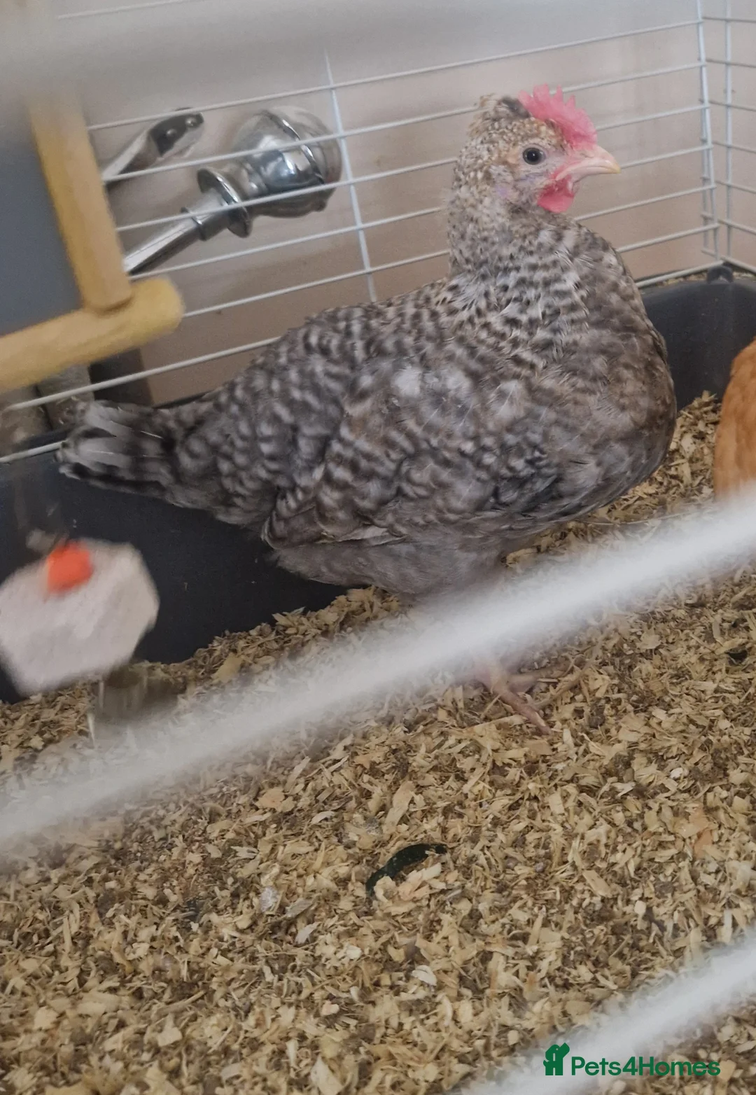 Chickens poultry for sale: 8 week old cockeral - Advert 6