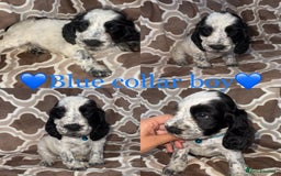 Cocker Spaniel dogs for sale: Cocker spaniel puppy’s - Image 7
