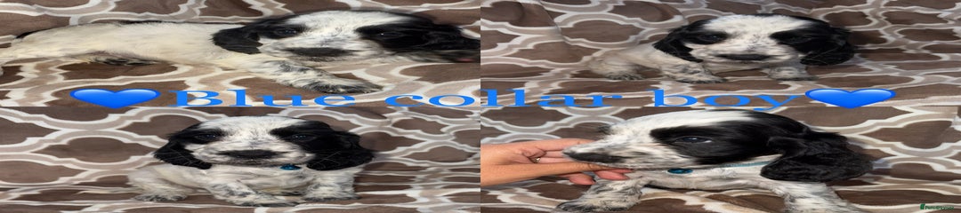 Cocker Spaniel Puppy 4