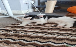 Domestic Shorthair cats for sale: Cat looking for new home - Image 2