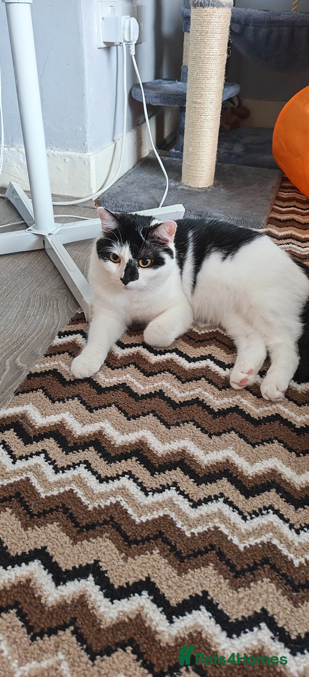 Domestic Shorthair cats for sale: Cat looking for new home - Image 2