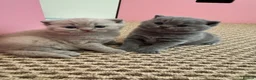 British Shorthair cats for sale: British Shorthair kittens GCCF 2 boys 1 girl - Advert 6