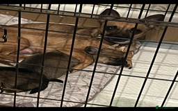 Chihuahua dogs for sale: Chihuahua Puppies  - Image 6