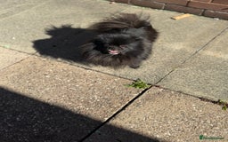 Pomeranian dogs for sale: Adorable Black Pomeranian  - Image 4