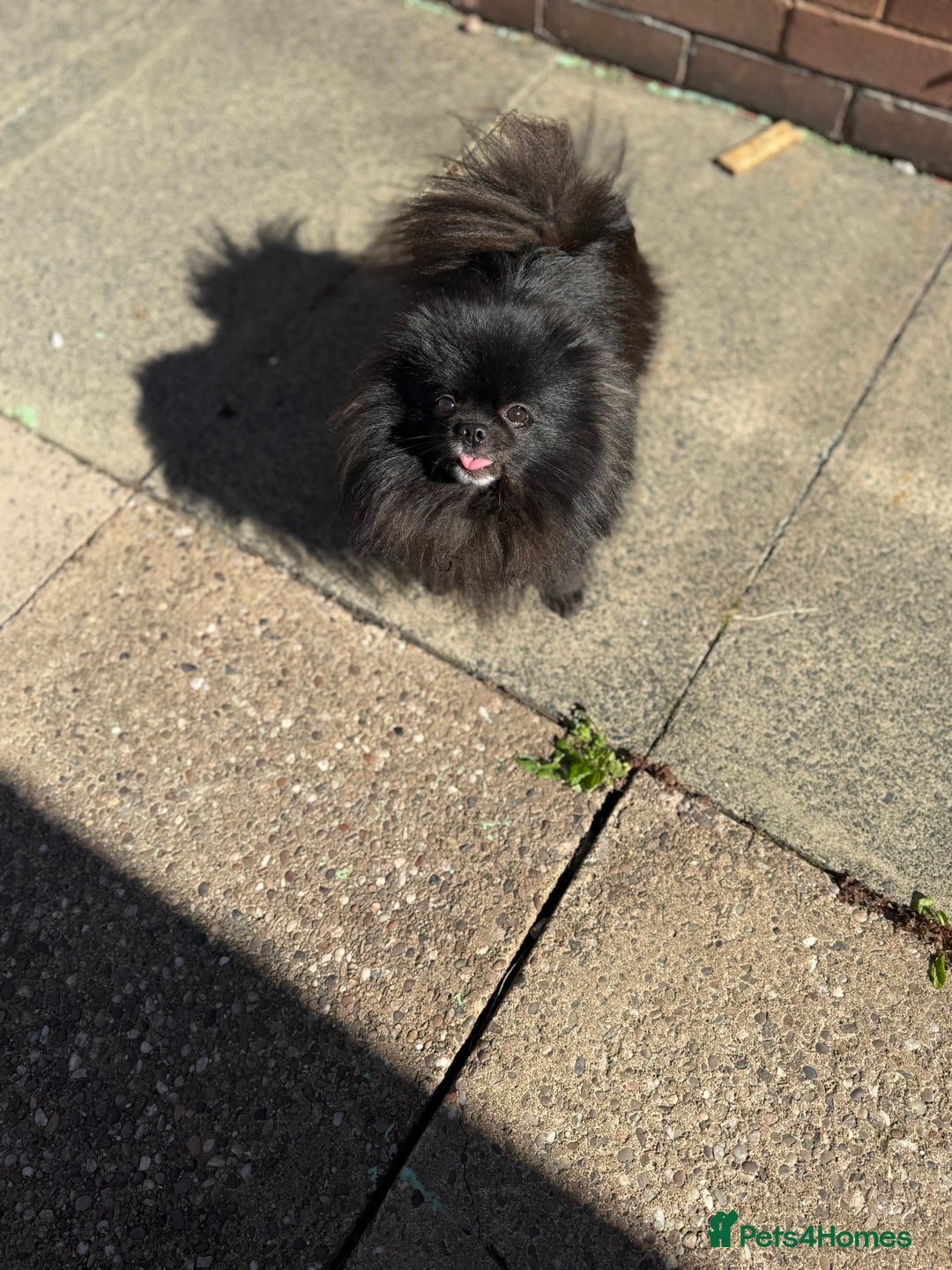 Pomeranian dogs for sale: Adorable Black Pomeranian  - Image 4
