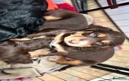 Cocker Spaniel dogs for sale: Five star rating Cocker spaniel puppies ⭐️⭐️⭐️⭐️⭐️ - Image 19