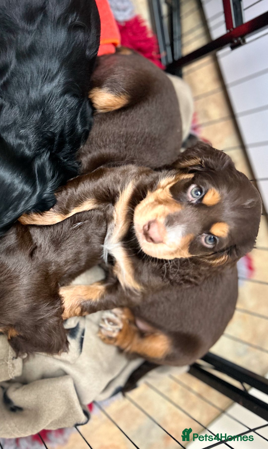Cocker Spaniel dogs for sale: Five star rating Cocker spaniel puppies ⭐️⭐️⭐️⭐️⭐️ - Image 19