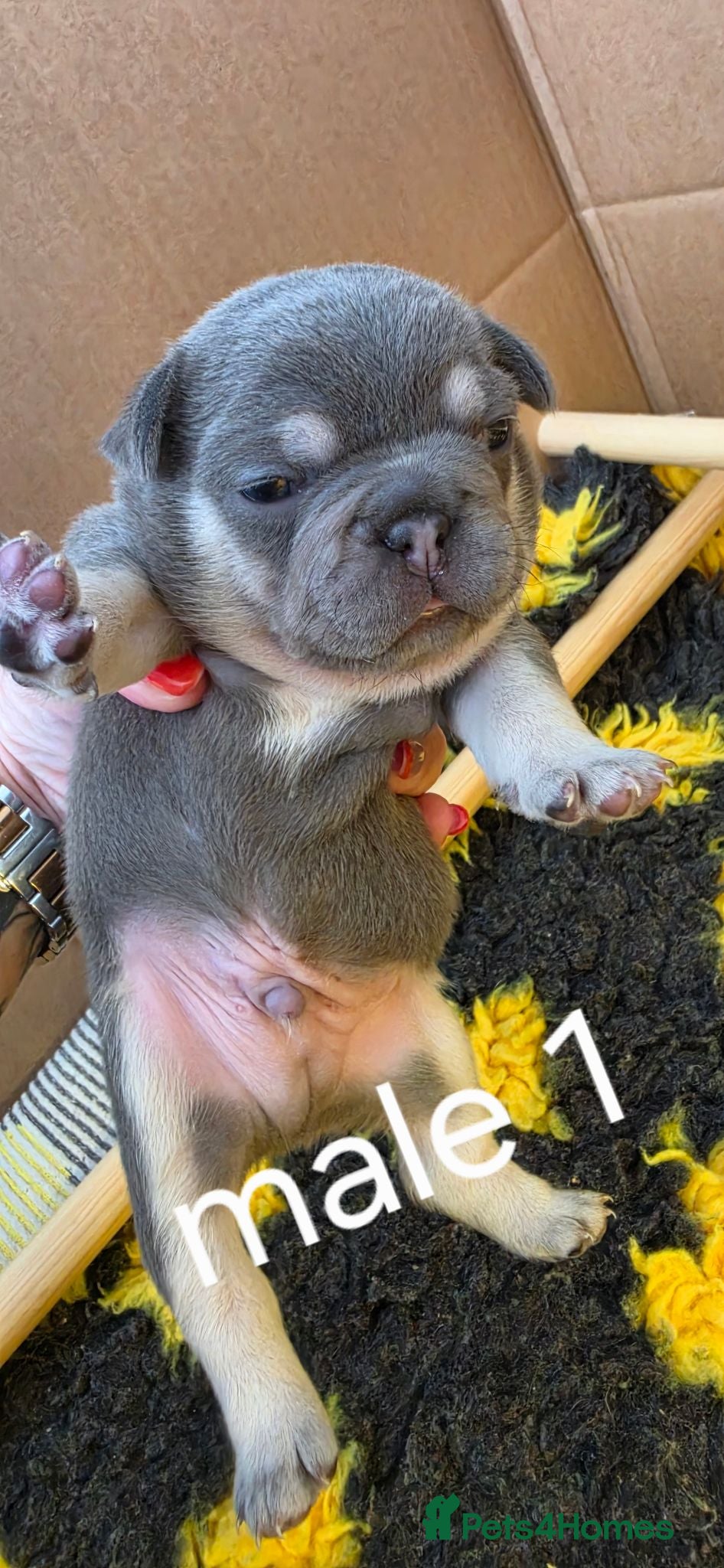 French Bulldog dogs 2 Male Lilac & Tan French Bulldogs - Advert 1