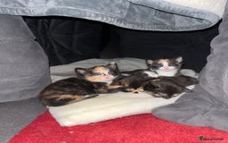 Mixed Breed cats for sale: Beautiful kittens ready for new loving homes  - Advert 28