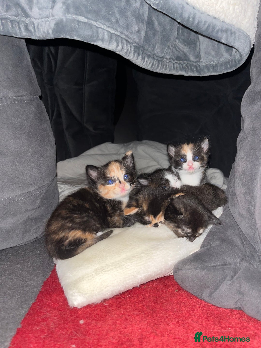 Mixed Breed cats for sale: Beautiful kittens ready for new loving homes  - Advert 28