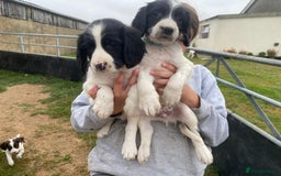 English Springer Spaniel dogs for sale: Springer Spaniel Black/liver and white Puppies - Image 7