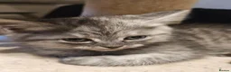 Mixed Breed cats for sale: Chinchilla persian cross kittens  - Advert 6