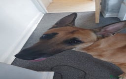 Mixed Breed dogs for sale: Needing a loving home open to offers - Image 1