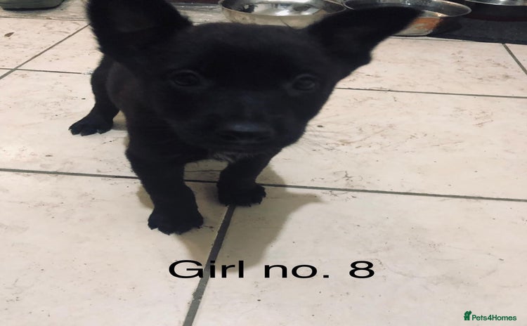 Belgian Shepherd Dog dogs - Advert 1