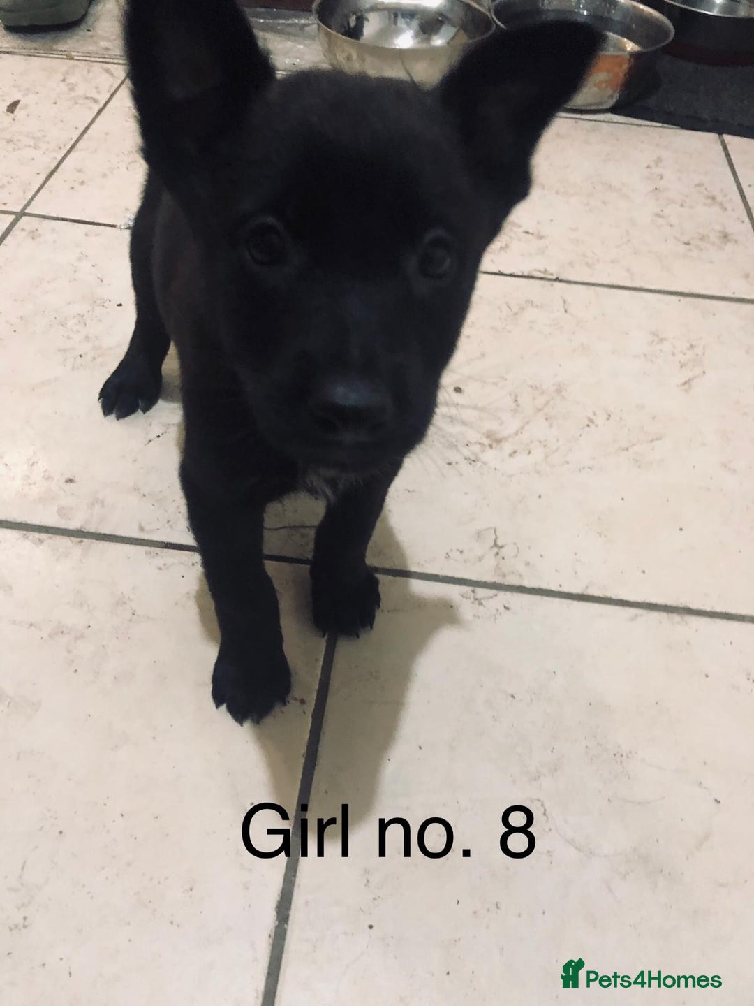 Belgian Shepherd Dog dogs for sale: Dutch shepherd/ Belgian malinois  - Image 1