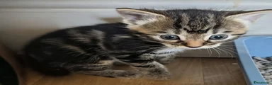 Puddles