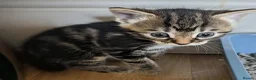 Mixed Breed cats for sale: Kittens - Advert 13