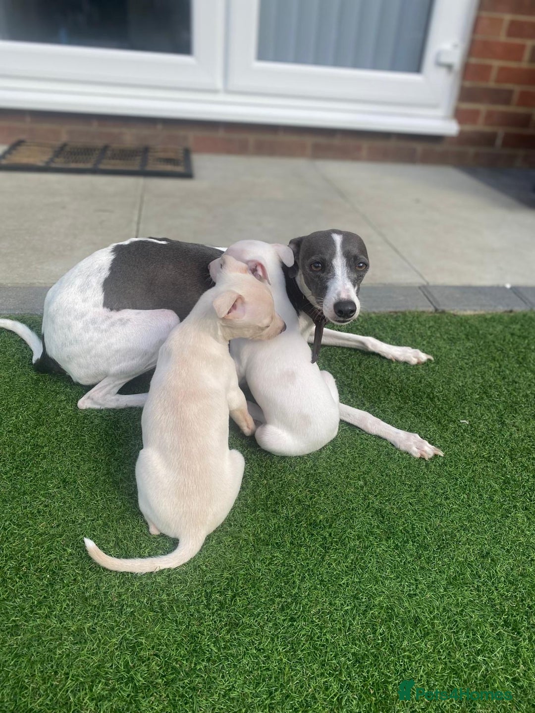 Italian Greyhound dogs for sale: Italian greyhound puppies - Image 13