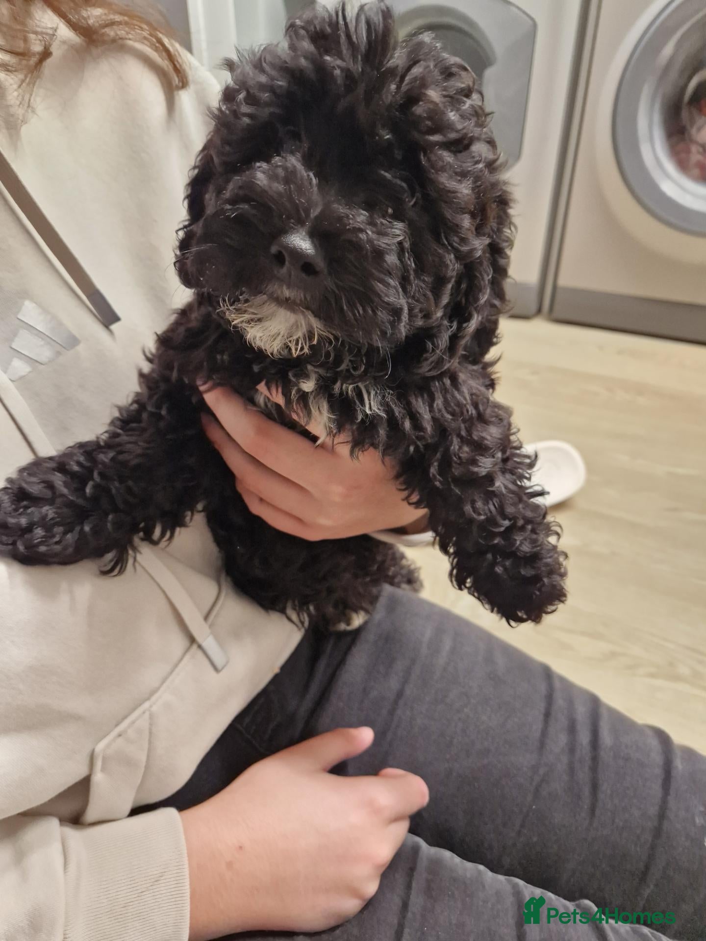 Poochon dogs Adorable Poochons Looking for their new families - Advert 1