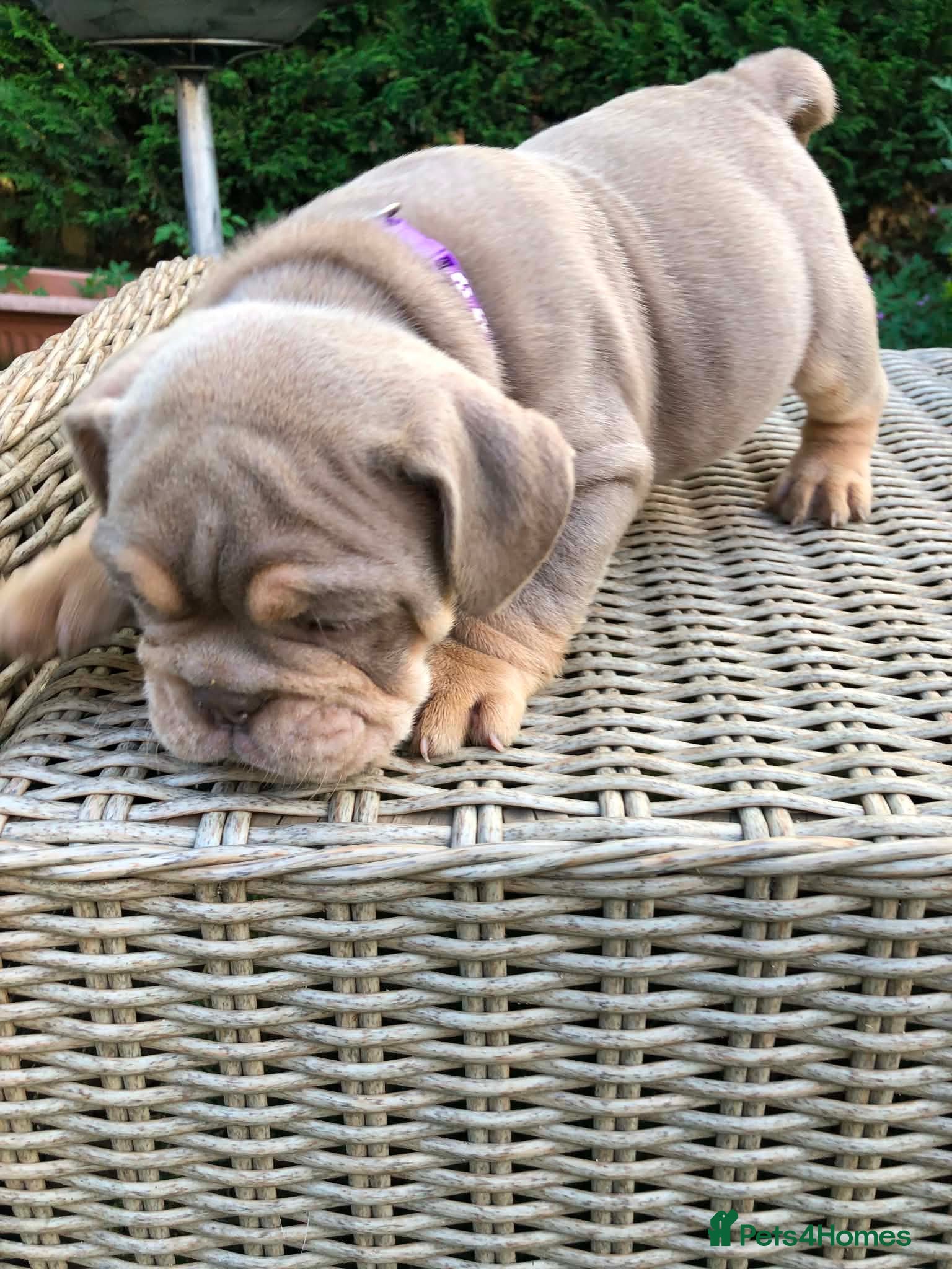 English Bulldog dogs for sale: English bulldog puppies in Doncaster - Advert 22