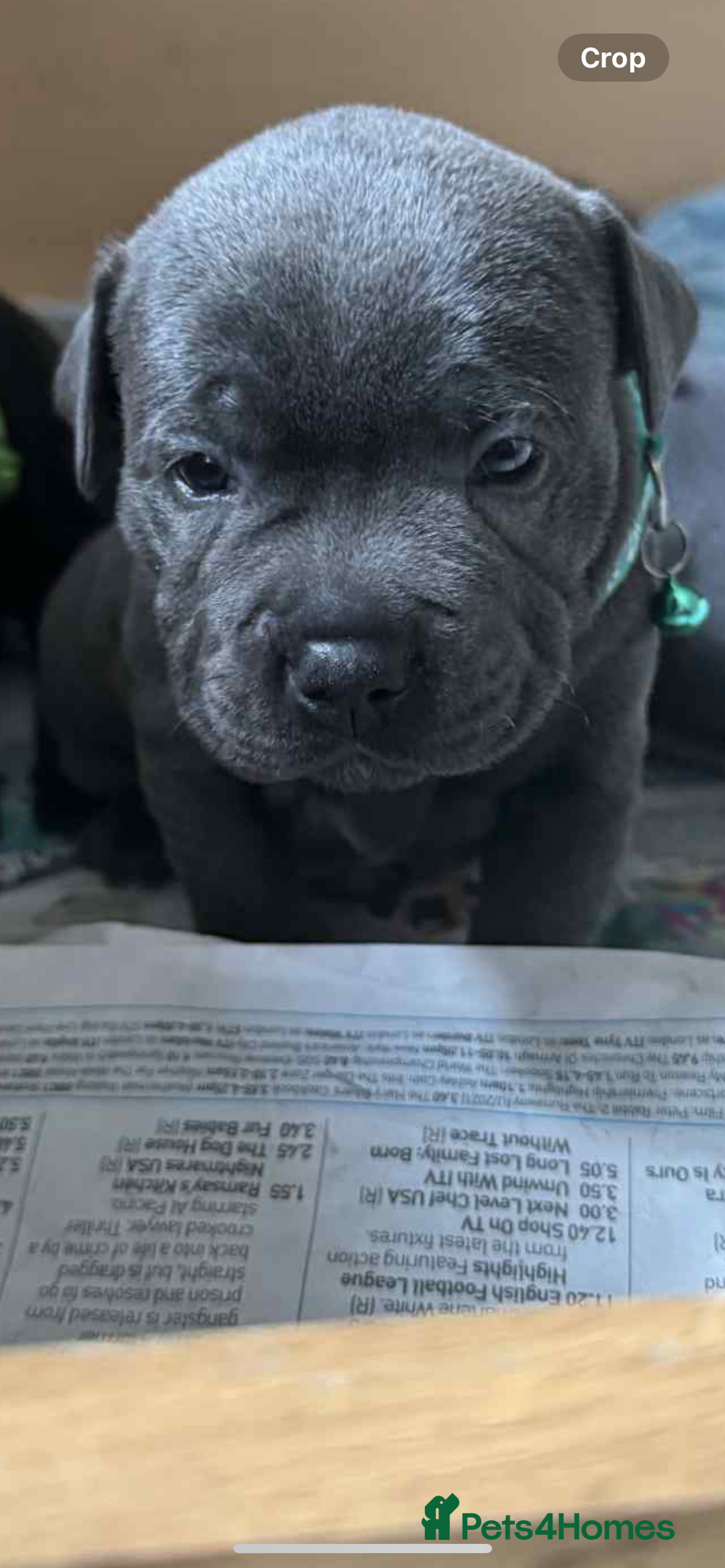Staffordshire Bull Terrier dogs for sale: Puppies  - Image 12